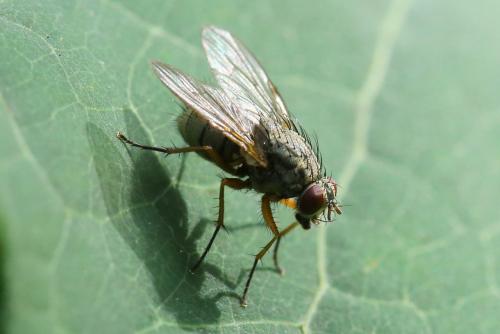 Réf. 291 621 : Phaonia rufipalpis